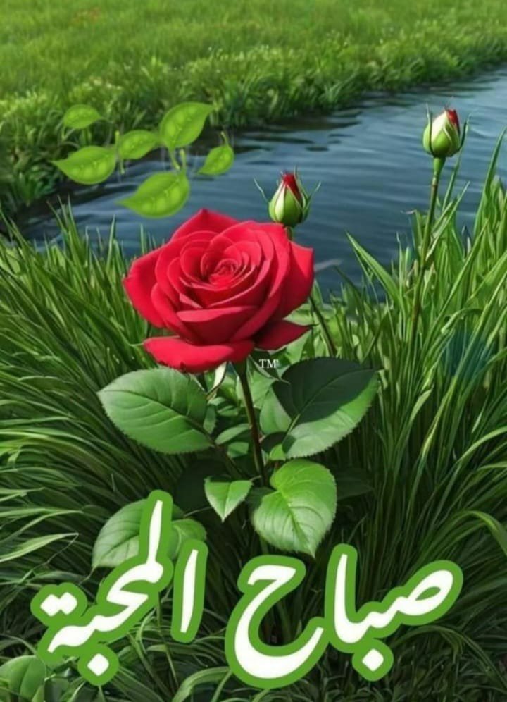 Ali65977671's tweet photo. @Malak287275 https://t.co/6kZBv212ek