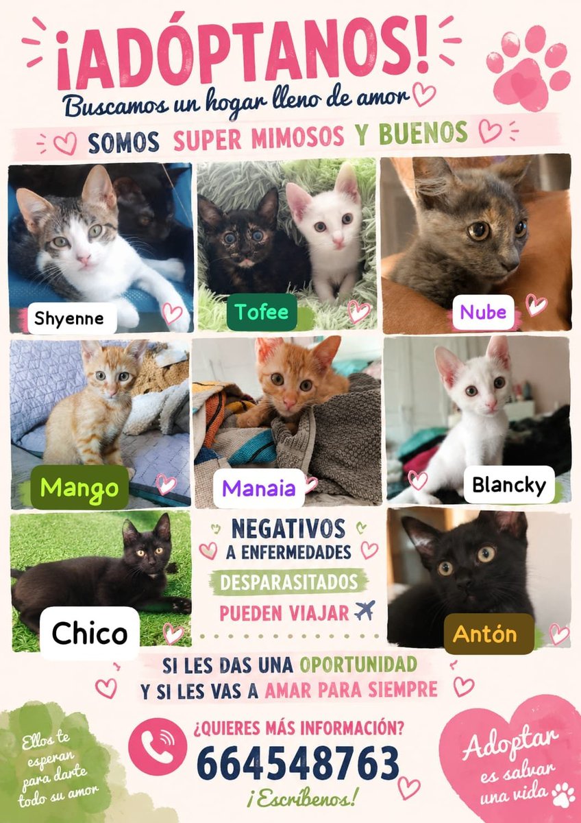 SilviaMylo's tweet photo. Estos ángeles buscan un lugar donde sentirse seguros. Están todos testados, con una vacuna, desparasitados, y son extremadamente mimosos. 
Quieres formar parte de sus vidas? 
Pueden viajar si le vas a amar para toda su vida❤️
Escribe por WhatsApp 664548763
Quedan pocos números para el sorteo 🙏🏻