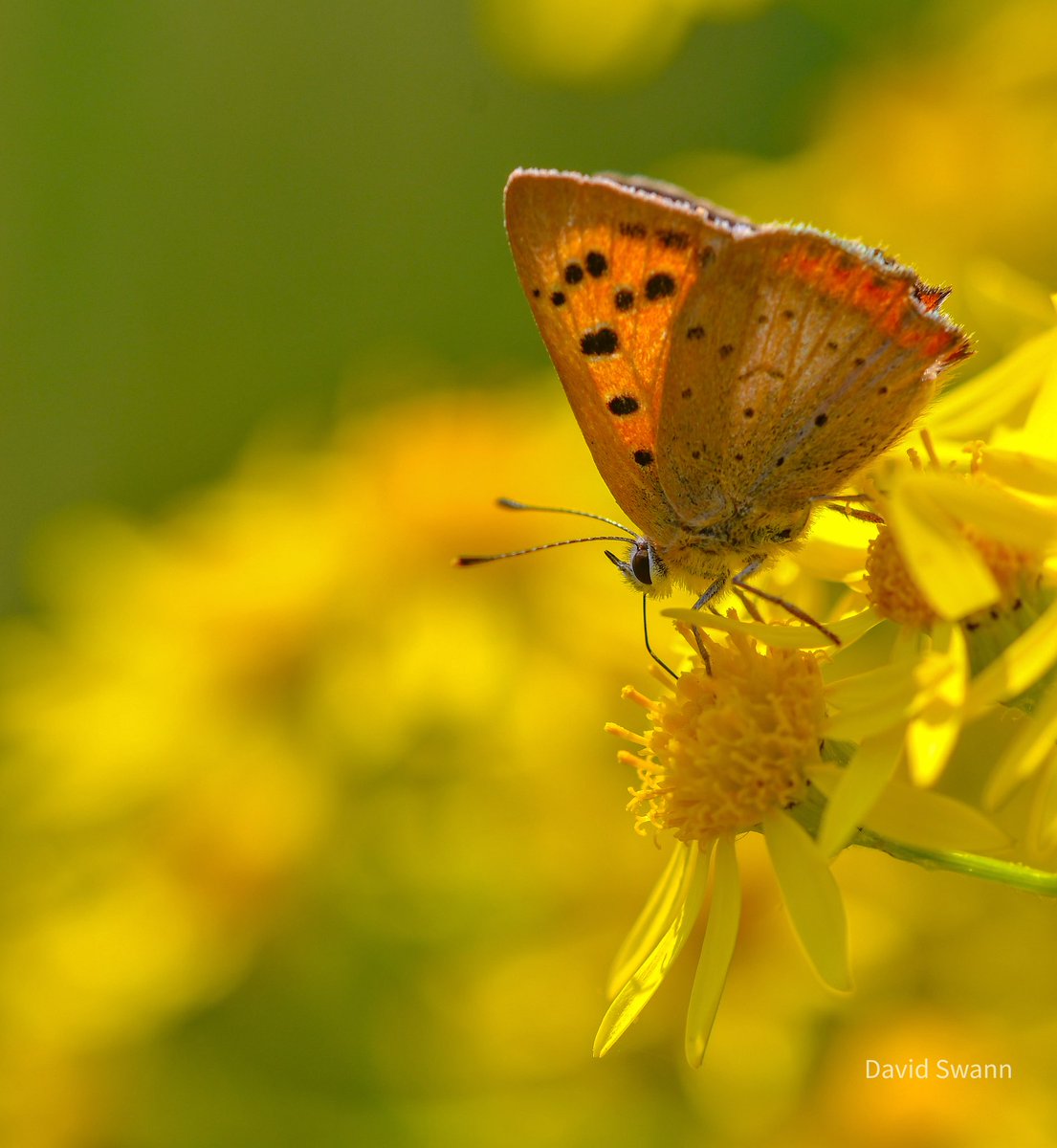 davidswann1's tweet photo. Small Copper. https://t.co/WeiciNBgNG