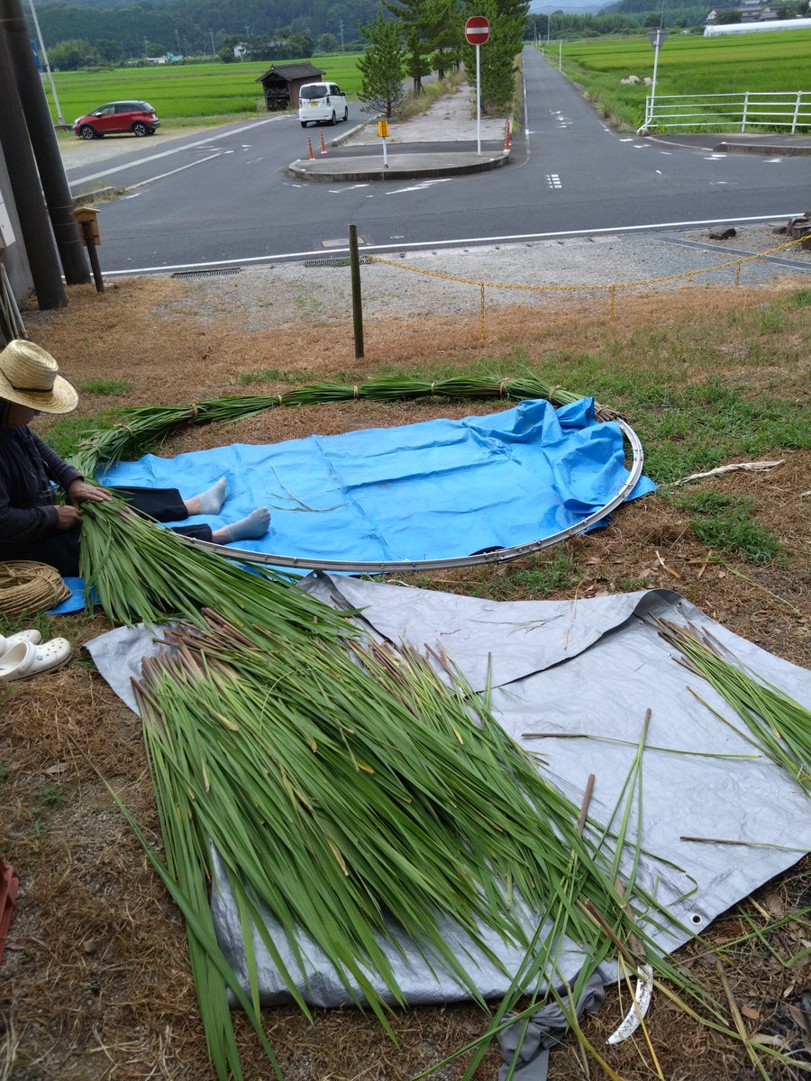 manaijinja's tweet photo. 茅輪作成　意宇川の河川敷で真菰を取り、一日干して茅輪を作成しました。鳥居に掛けて３１日の夏越祭にそなえます。酷暑の中での祭りになりそうです。暑さ対策は忘れずにお参りください。

#夏越祭
#神社
#茅輪 https://t.co/AqBSXol8ui