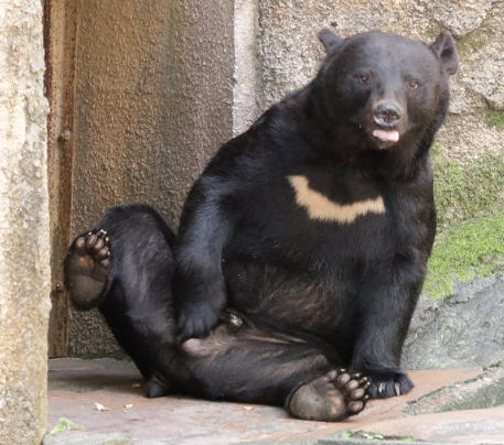 SayaVTuberJP's tweet photo. （ご参考までに）台湾ツキノワグマの姿👇 https://t.co/S7EivLYmqU