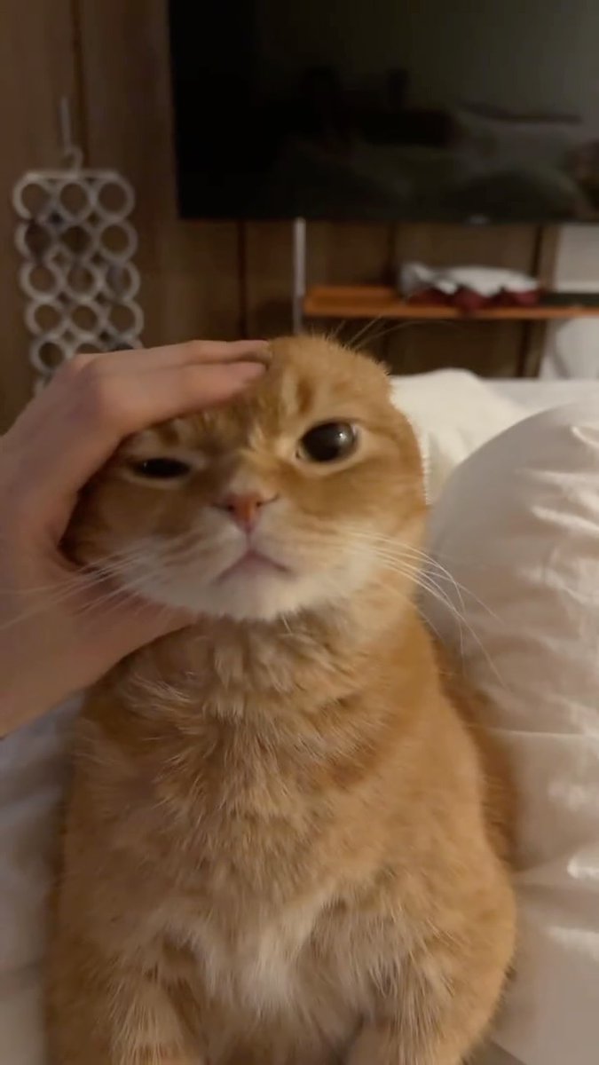 gungunkitty's tweet photo. https://t.co/hzPbSYFPVK