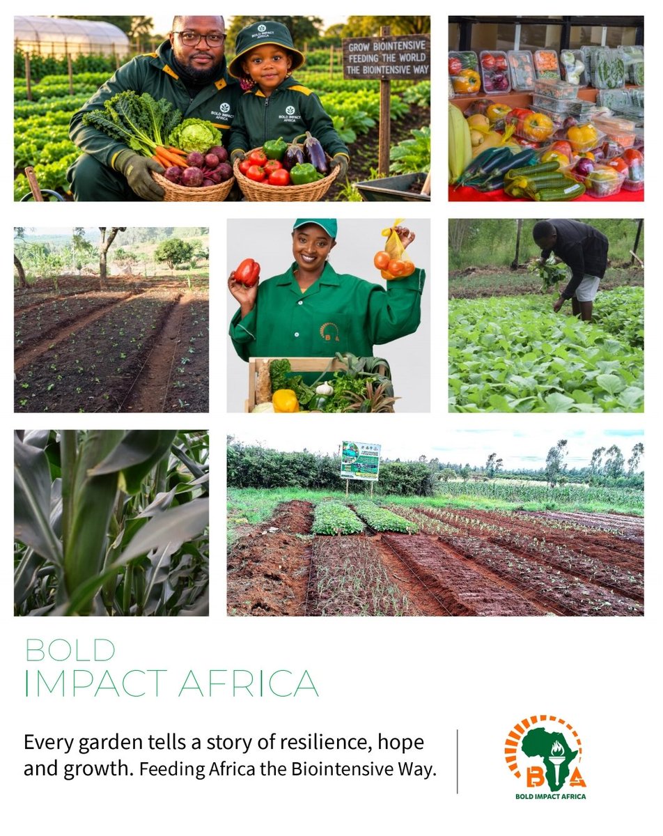 BoldImpactA's tweet photo. We at @BoldImpactA helps you achieve such beauty in your garden. Holla for a quote 0.7.2.5.2.7.5.0.4.0 or info@boldimpact.africa https://t.co/TG3QzIXDJs