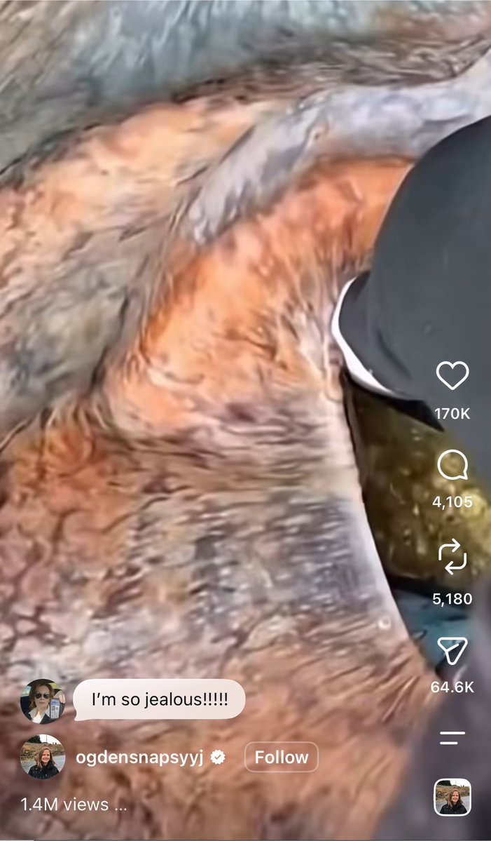 avorahvance's tweet photo. jean commenting on a video about a woman who makes friends with an octopus 😭😭 this is SO important to me (octopuses are one of my special interests) https://t.co/pRArSpcTNC
