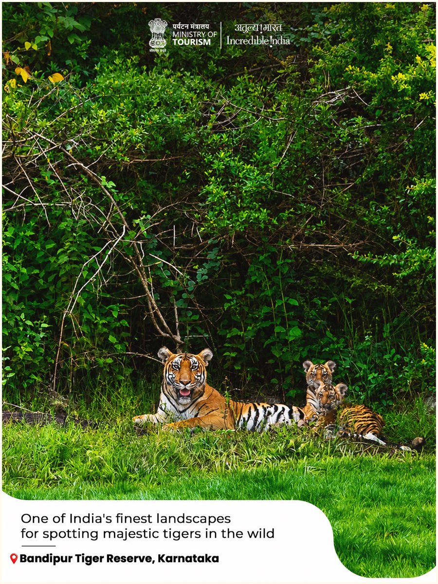 tourismgoi's tweet photo. Some homes are built with walls. Others are shaped by forests, rivers and the rhythm of the wild. India is one such home, where every tiger trail leads to a story waiting to be discovered.

#InternationalTigerDay #IncredibleIndia #TigerDay #ExploreIndia #WildLife 
(1/2) https://t.co/IYLRLI6ipW