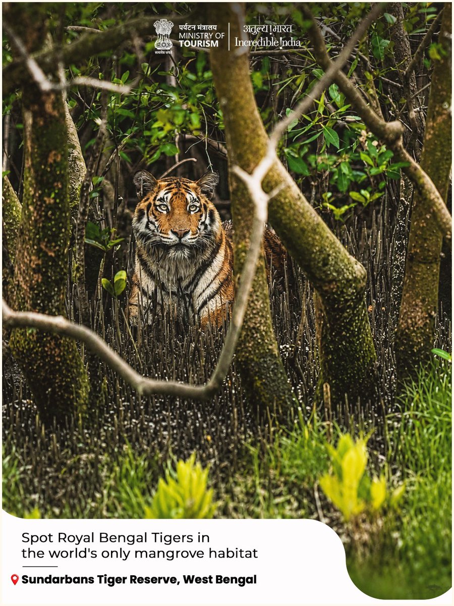 tourismgoi's tweet photo. Some homes are built with walls. Others are shaped by forests, rivers and the rhythm of the wild. India is one such home, where every tiger trail leads to a story waiting to be discovered.

#InternationalTigerDay #IncredibleIndia #TigerDay #ExploreIndia #WildLife 
(1/2) https://t.co/IYLRLI6ipW
