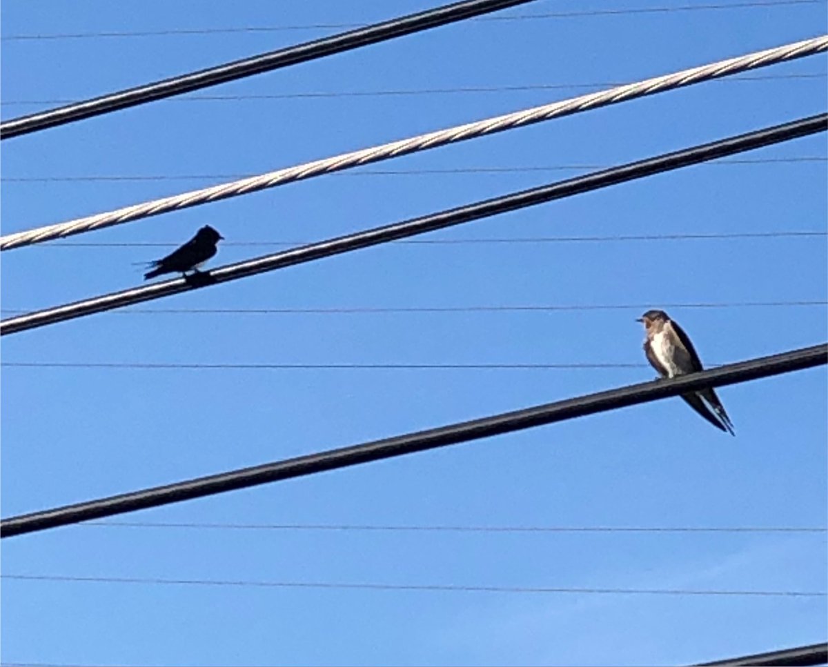 tonakai81's tweet photo. つばめさん〜🐦‍⬛ https://t.co/Nw6qj1CBcG