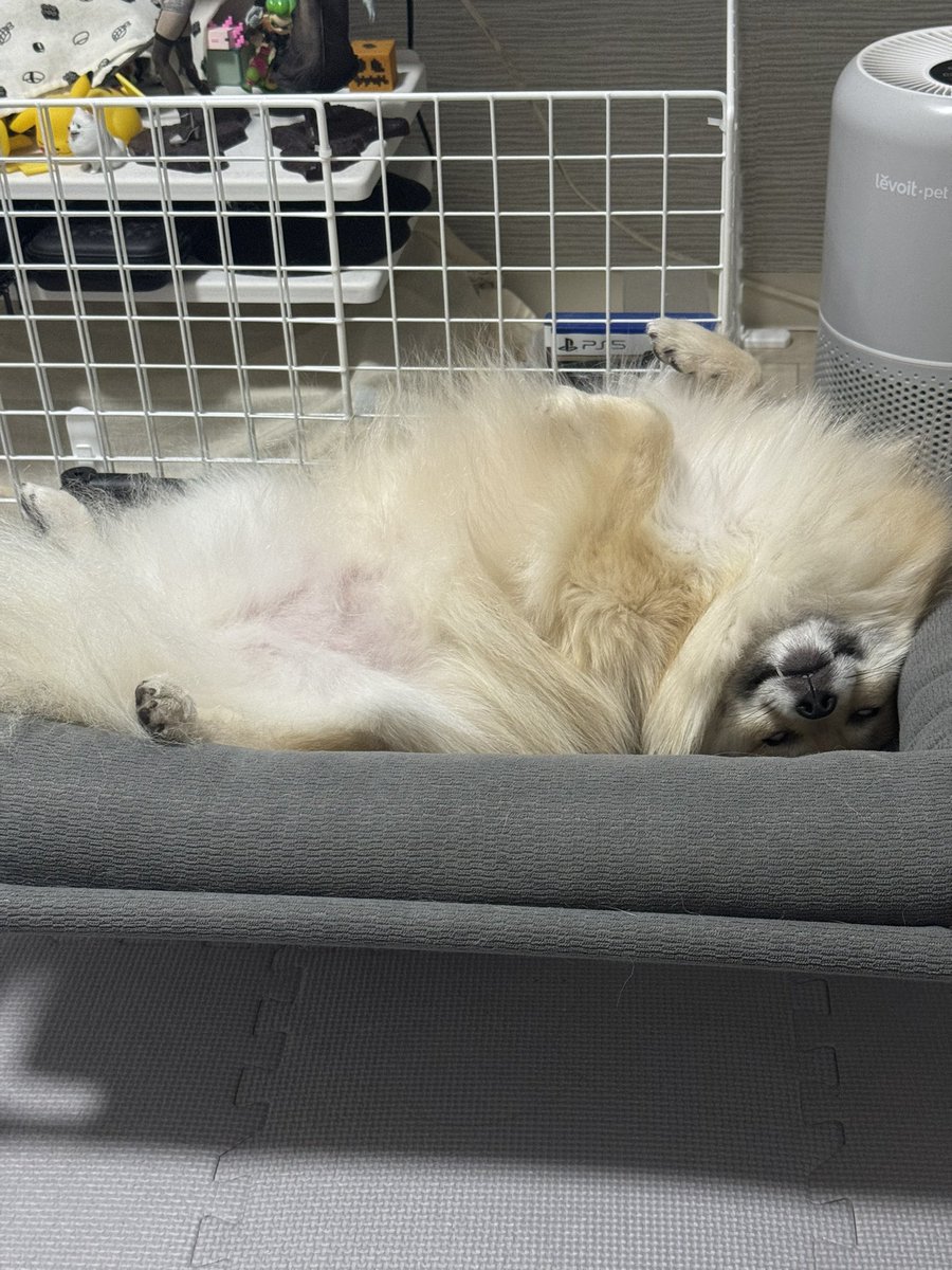 pomeuta1024's tweet photo. 白目で爆睡するポメラニアンがこちらです🤣💤

#ポメラニアン
#犬 
#犬のいる暮らし 
#愛犬 
#わんこ 
#へそ天 
#爆睡 
#白目 
#癒し 
#もふもふ https://t.co/eleTabm9IO