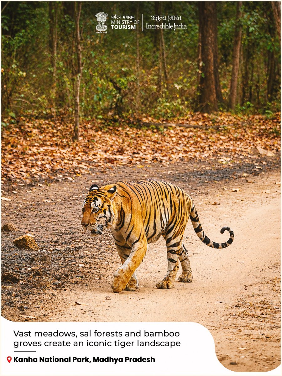 tourismgoi's tweet photo. This #InternationalTigerDay, follow the trails less travelled, witness these majestic creatures in their natural home, and discover the untamed spirit of Incredible India.

(2/2) https://t.co/tuRvvg5DAn