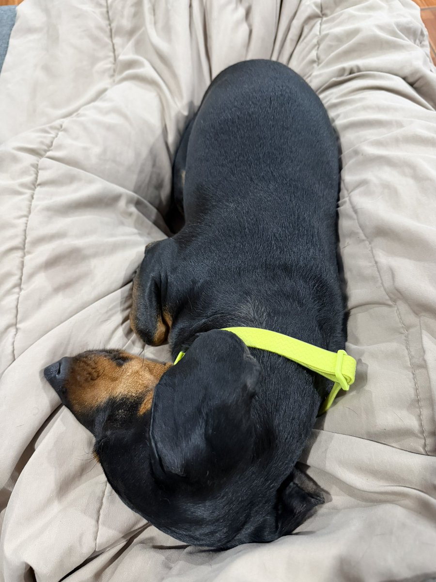 marjose3099's tweet photo. Ser el lugar seguro de mi perro >>>>>> https://t.co/ZH9clnDRi5