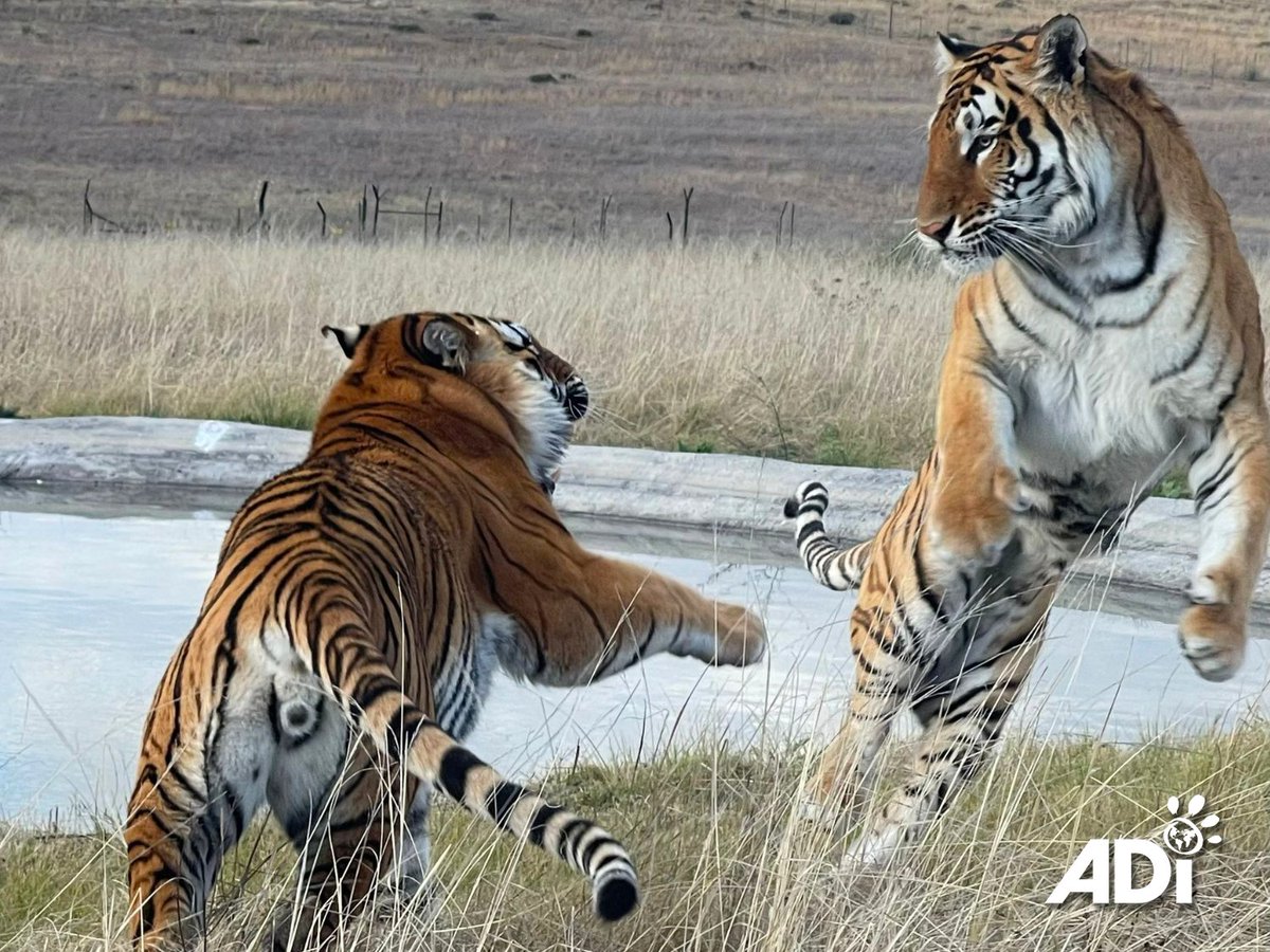 AnimalDefenders's tweet photo. Happy International Tiger Day! ๐ฏ With as few as 5,000 tigers left in the wild, they still face exploitation, illegal trade, and habitat loss. Help us give rescued tigers at ADIWS the care they need:
UK: https://t.co/1v5hFLpeYS
U.S.: https://t.co/1u9P6A73N0
#StopCircusSuffering https://t.co/ItPqpw46sb