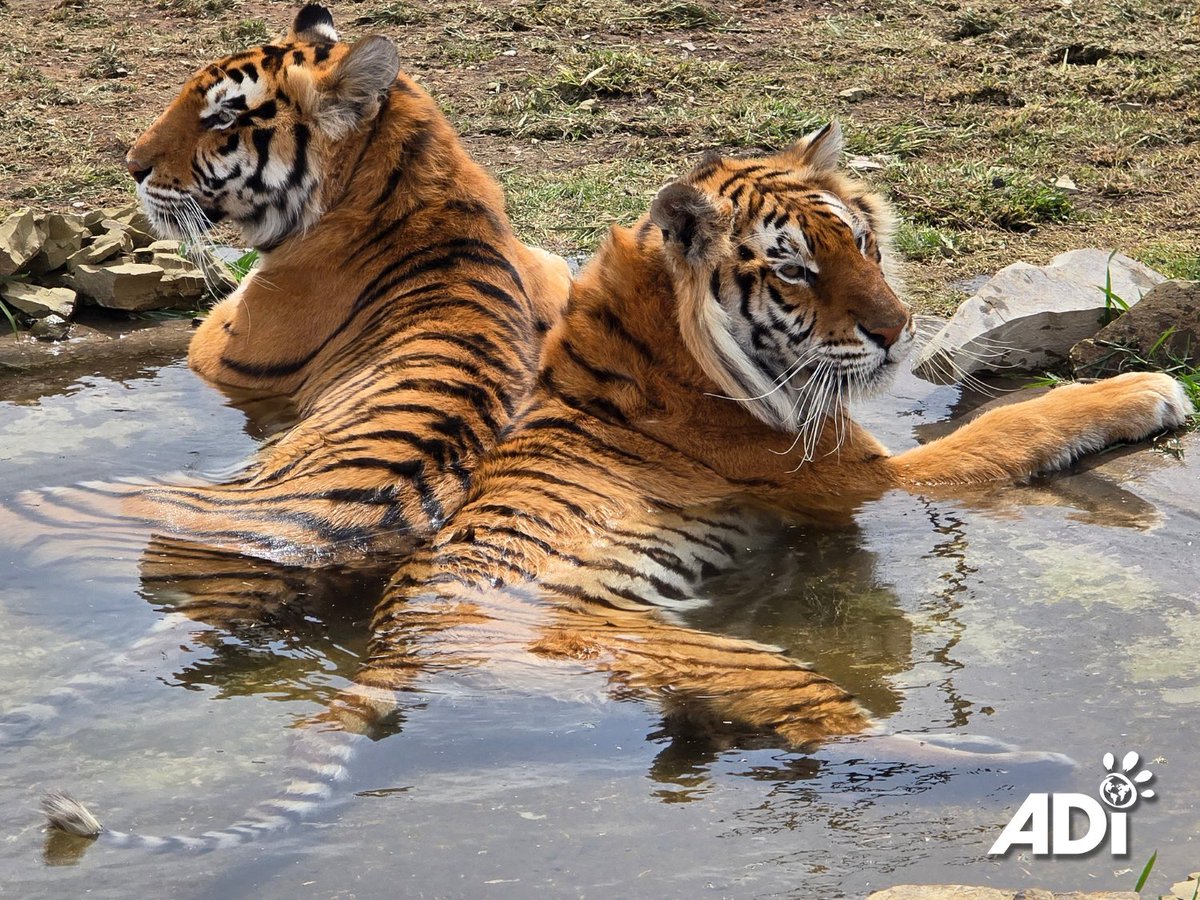 AnimalDefenders's tweet photo. Happy International Tiger Day! ๐ฏ With as few as 5,000 tigers left in the wild, they still face exploitation, illegal trade, and habitat loss. Help us give rescued tigers at ADIWS the care they need:
UK: https://t.co/1v5hFLpeYS
U.S.: https://t.co/1u9P6A73N0
#StopCircusSuffering https://t.co/ItPqpw46sb