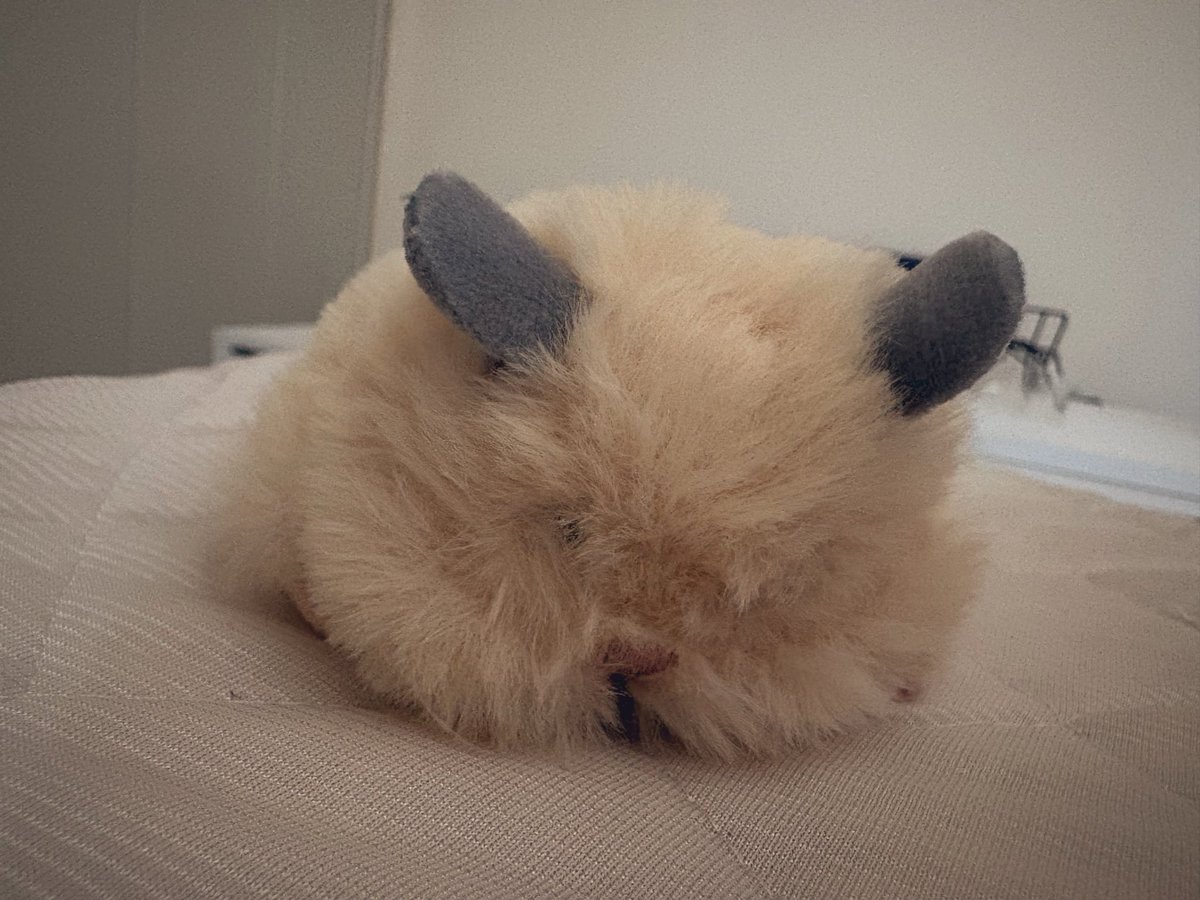 kaSumichino_'s tweet photo. はむにぎりやっと届いた〜☺️
目の周りカットしたらかわちくなった、名前ははむかつです https://t.co/EMwQTIavhA