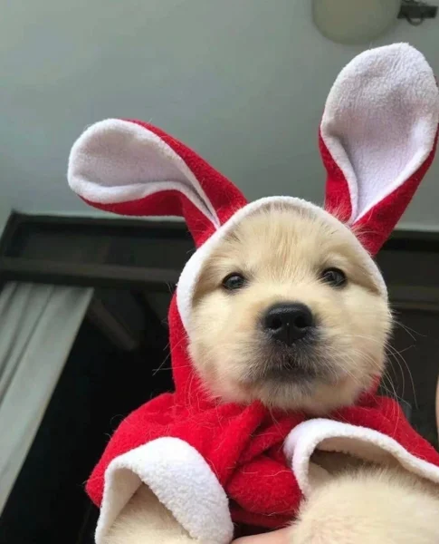 AMGNFA's tweet photo. Since Pavel Durov is going to get arrested soon, let's run one last tg dog like the good old days 

https://t.co/pjn3VlYfLK

opening up vc!!! https://t.co/nhczY1Ri6v