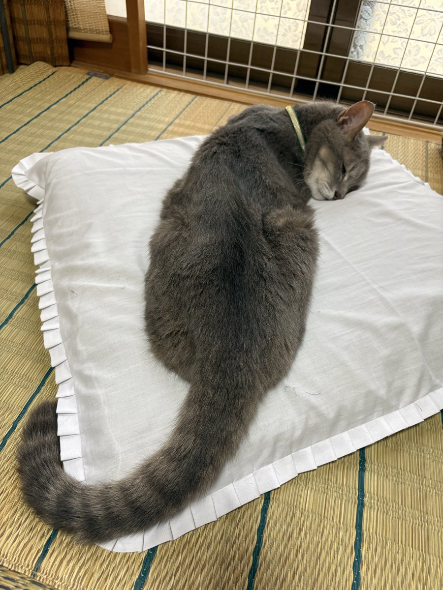 mu_kai's tweet photo. 蘭兵衛も無事です。
実はMacBookの落下ポイントが猫ベッドで、ちょうど寝てた所にノートPC冷却台と一緒に落ちてて、うわあああ！まさか蘭兵衛下敷きに！！と蒼白でどけたらもぬけのカラ。座敷でへたり込んでました。そんなにトロくはなかった模様 https://t.co/UeEpbD8J3O