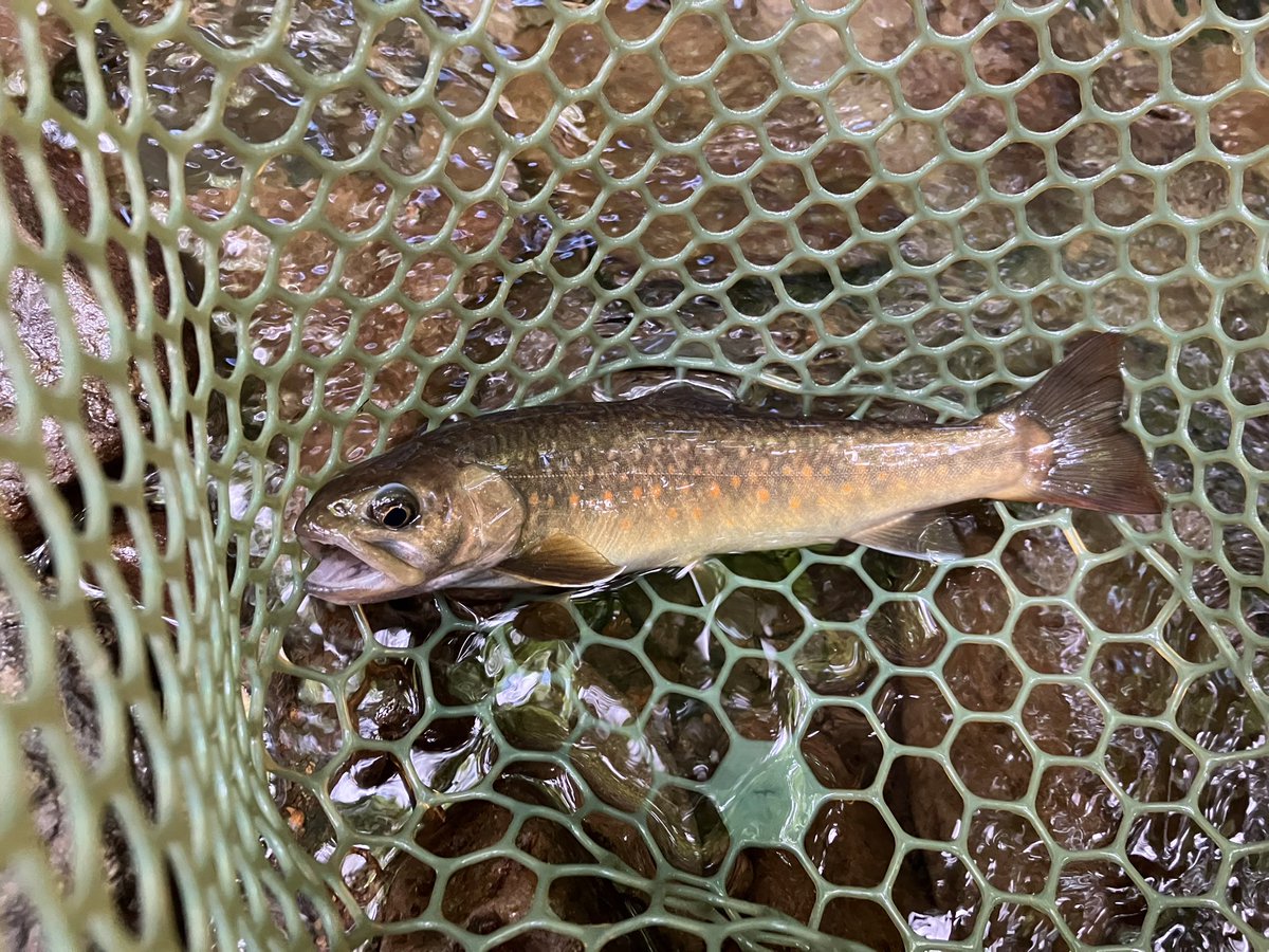 SHhiroaki222's tweet photo. 【7/29実況！渓流速報⑥】
魚影薄くなかなか苦戦しておりますが、何とか釣れています！
いかにも枝沢のネイティブという雰囲気のカッコいいアマゴがヒットしました😸
これは私のタイプで嬉しいです🎵

17時過ぎ。退渓を意識して動きます！

#開田高原 #木曽川漁協 #渓流釣り #shひろあき #アマゴ https://t.co/0KJW5GqWam