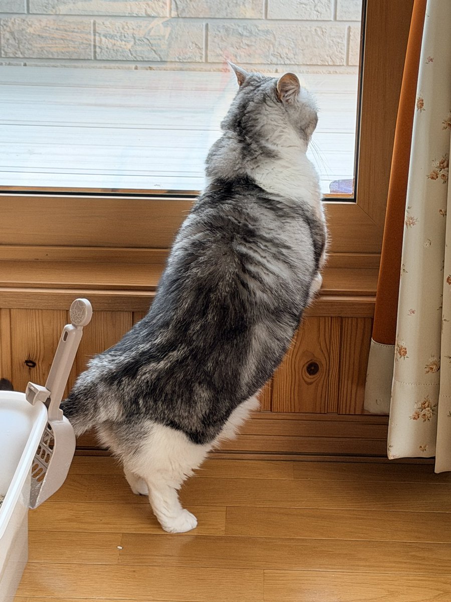 Ohoh5353's tweet photo. 外〜ベランダに出たいみぃちゃんの早く開けてくださいポーズ🥰 https://t.co/CNtnh4QPli