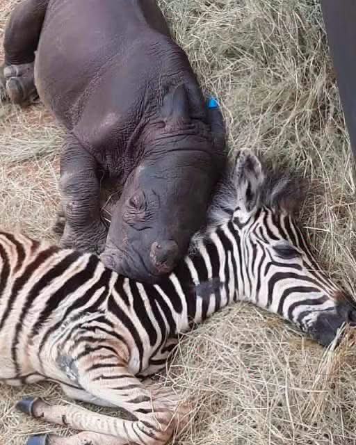 Protect_Wldlife's tweet photo. No one expected a Zebra to save a Rhinoceros’s life 💖✨

But in 2021, two orphaned babies were brought to the Care For Wild Rhino Sanctuary in South Africa just days apart ~ both completely alone. Daisy, the baby Rhino, had lost her mother to poachers. Modjadji, the Zebra, had nearly died in a storm. The two orphaned animals were taken into the rescue centre at the same time. 

They quickly became inseparable best friends. This interspecies friendship helped both of them overcome grief, loneliness, and emotional trauma. 

Because of each other, Daisy and Modjadji grew up healthy, happy, and stronger.

🎦 Credit: Care For Wild Rhino Sanctuary.