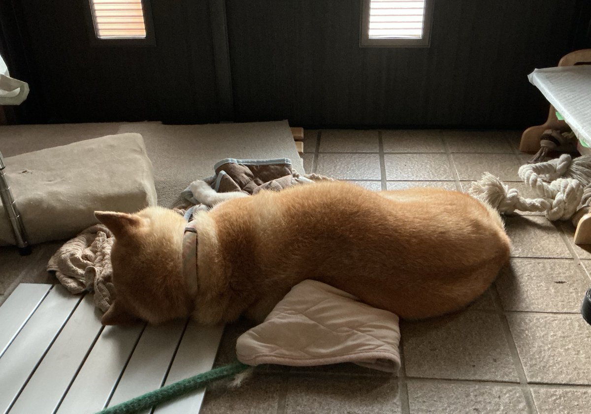 uoxtuchi's tweet photo. 玄関のど真ん中にておやすみ😴
エアコンで涼しいし床もひんやりでお気に入りなようです
#柴犬 #柴犬のいる幸せ #シニア犬 #seniordog #shibainu https://t.co/ZlCRibF1Zz