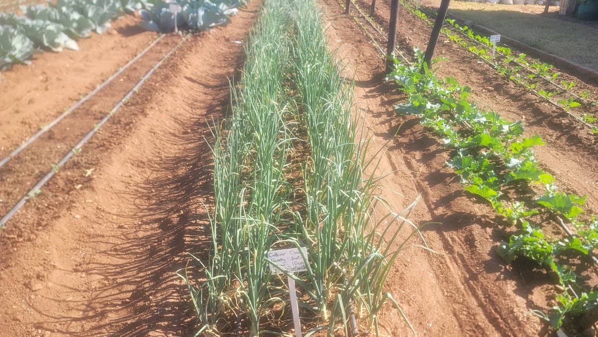 TheSeedlingHub's tweet photo. Dedication doesn't just show—it grows. 🌱✅ Step onto our Nursery Demo Site and see the difference firsthand. Here, quality isn't a vague promise; it's a thriving reality—visible in every robust root and vibrant shoot.

Your yield deserves certainty. Equip your next season https://t.co/siBYP39P4B