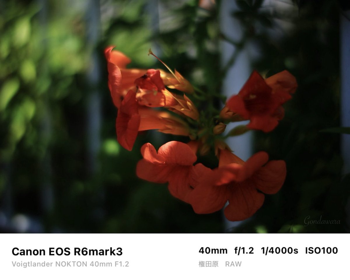 canon - Search / X