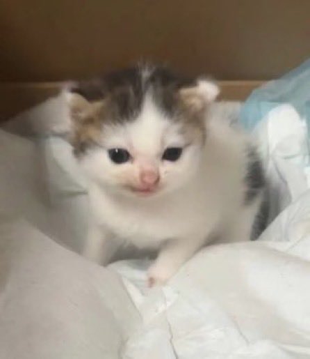 猫しか勝たん tweet media