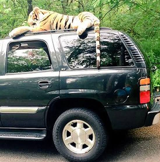 fionajroberts1's tweet photo. #ASongOrMovieForTigers Big Cat on a hot tin Roof https://t.co/FySGIjyxTu