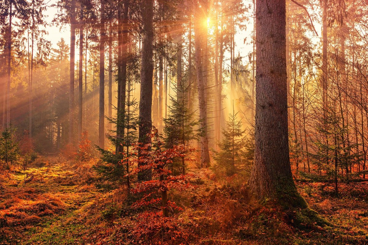 tomtolkien's tweet photo. Autumn topic books for KS1 and KS2 including titles by Emily Gravett, Alison Green, Sam Usher, Louise Greig, Dianna Aston, Lois Ehlert, Helen Cooper and Ailie Busby. 🢂 https://t.co/F8F6dh0OBy 🢀 #ad #ukedchat #kidlit #teachertwitter #homelearning https://t.co/97hdvHlDKM