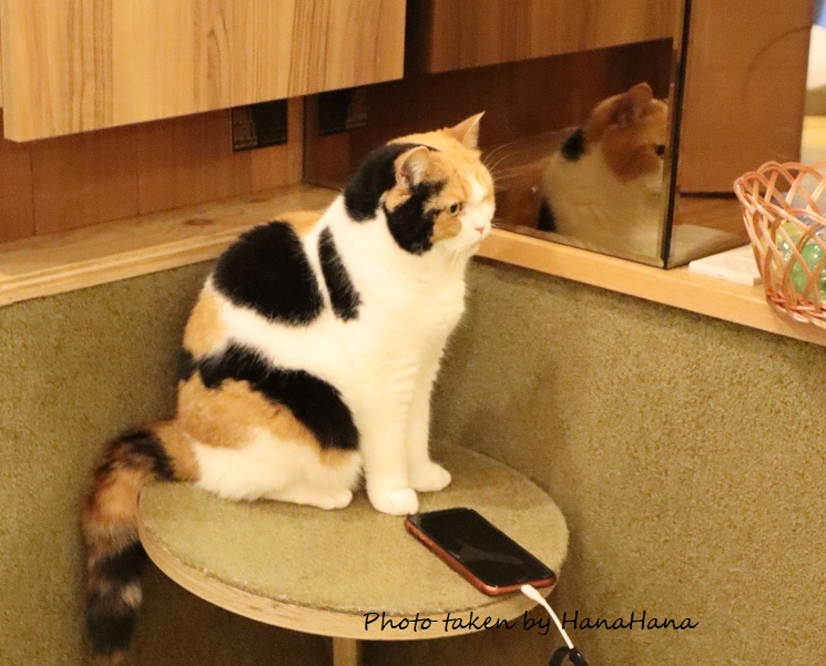 Hana_otter_cat's tweet photo. スマホに興味ナシの三毛猫ちゃんは
鏡の中でもカワイイ‧⁺⁎♡̷̷̷*˚
#写真好きな人と繋がりたい 
#キリトリセカイ https://t.co/QWJtmX0A54