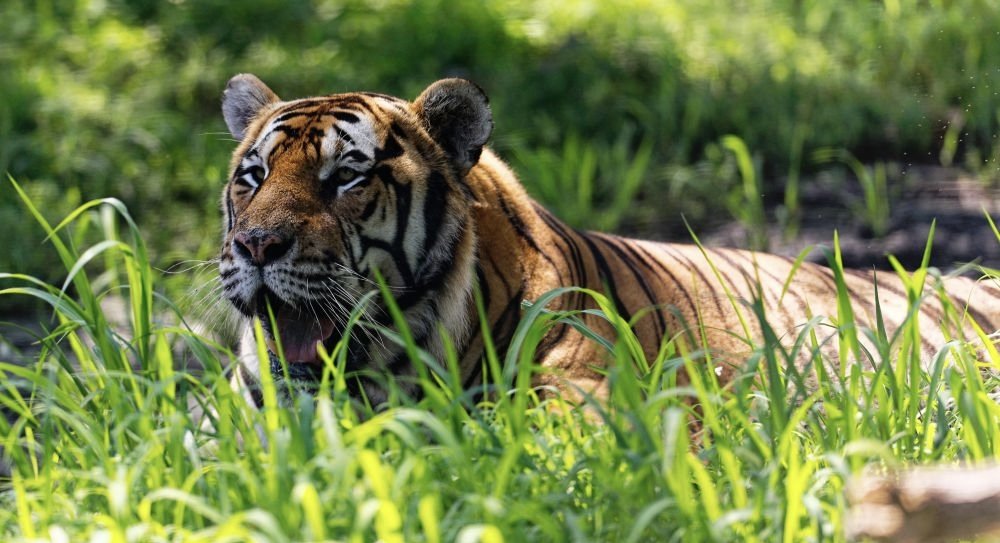 Catxiaojuzi's tweet photo. 7月29日是全球老虎日
知识又增加了
#Tiger #china #Heilongjiang https://t.co/rmSdkJ5Ecm
