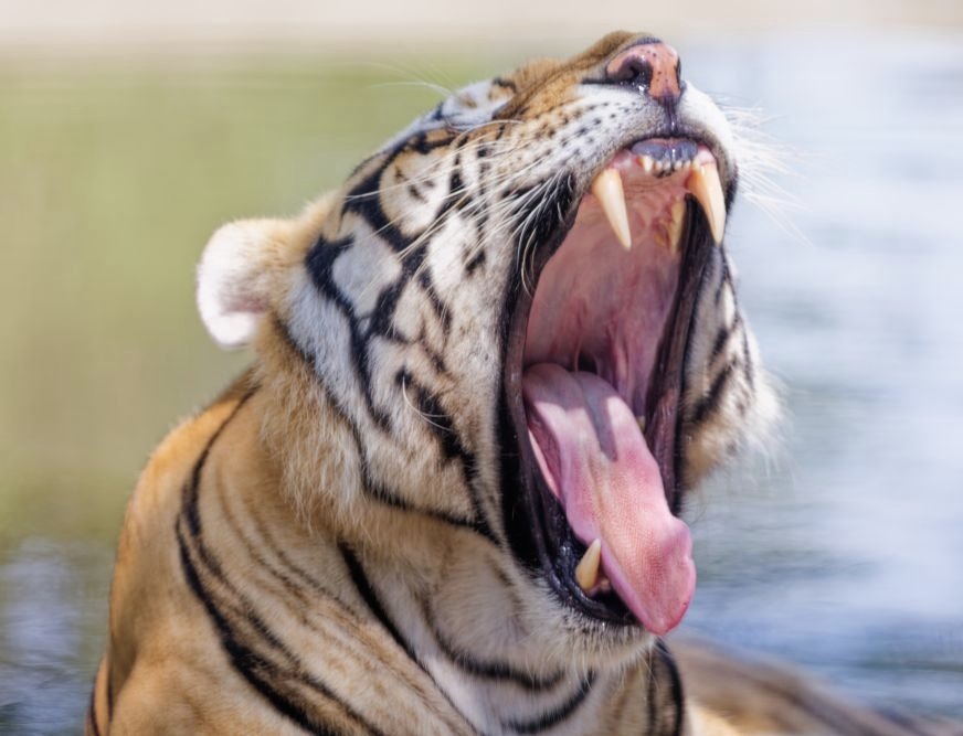 Catxiaojuzi's tweet photo. 7月29日是全球老虎日
知识又增加了
#Tiger #china #Heilongjiang https://t.co/rmSdkJ5Ecm