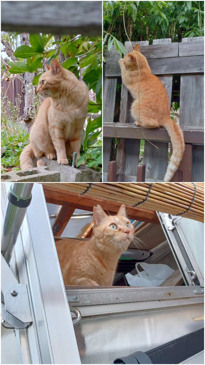 Knishida1839's tweet photo. 🔶猫捜索中まだ見つからず
札幌市南区藤野の皆様へ

茶トラ(オドくん)　しっぽ長
右耳V字カット　オス
飼主以外馴れず💦
見かけた方は
090−9756−6374ニシダまで
ご連絡お願いします

引越5日目の6/30 2Fより脱走
運動能力高い元TNR猫
狩り得意🥺鳥さんｺﾞﾒﾝﾅｻｲ
藤野5-8. 5-7. 5-6徘徊情報あり https://t.co/xxVUOvoKLC