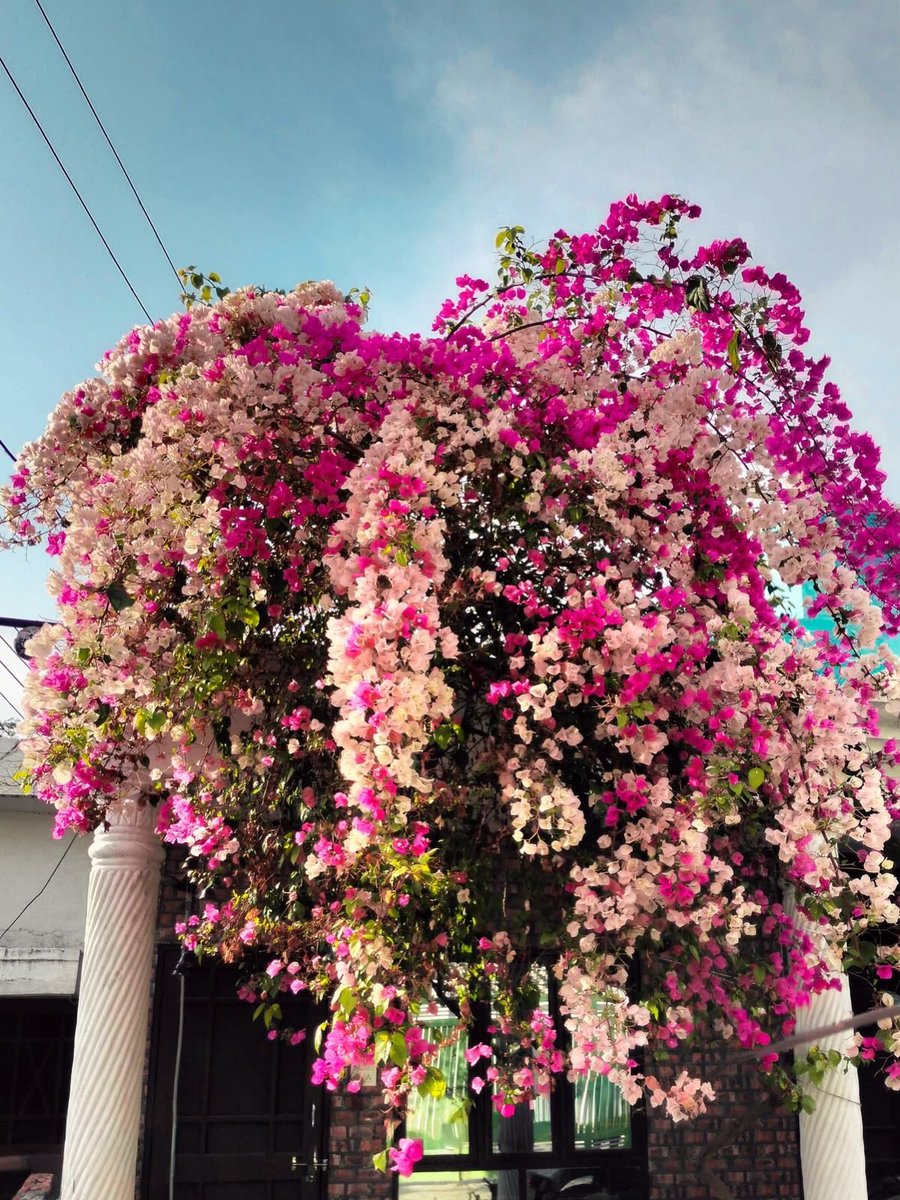 mira_beant's tweet photo. 🌱small start       →     🌸full bloom https://t.co/9oNEuhXGAM