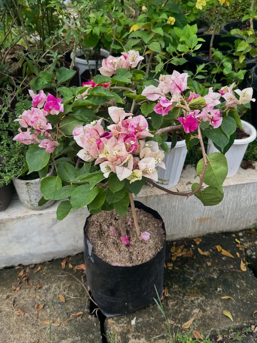 mira_beant's tweet photo. 🌱small start       →     🌸full bloom https://t.co/9oNEuhXGAM