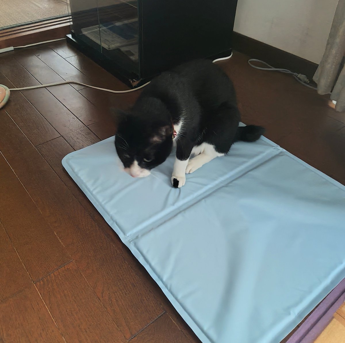 hijitoro's tweet photo. ピノ君に
新しいヒンヤリマットを
プレゼント🎁

さっそく、乗ってくれた🐱

　＃猫　＃ハチワレ猫
　＃アニマルエイド出身
　＃ハチワレは世界を救う協会 https://t.co/UgBRoumwPL