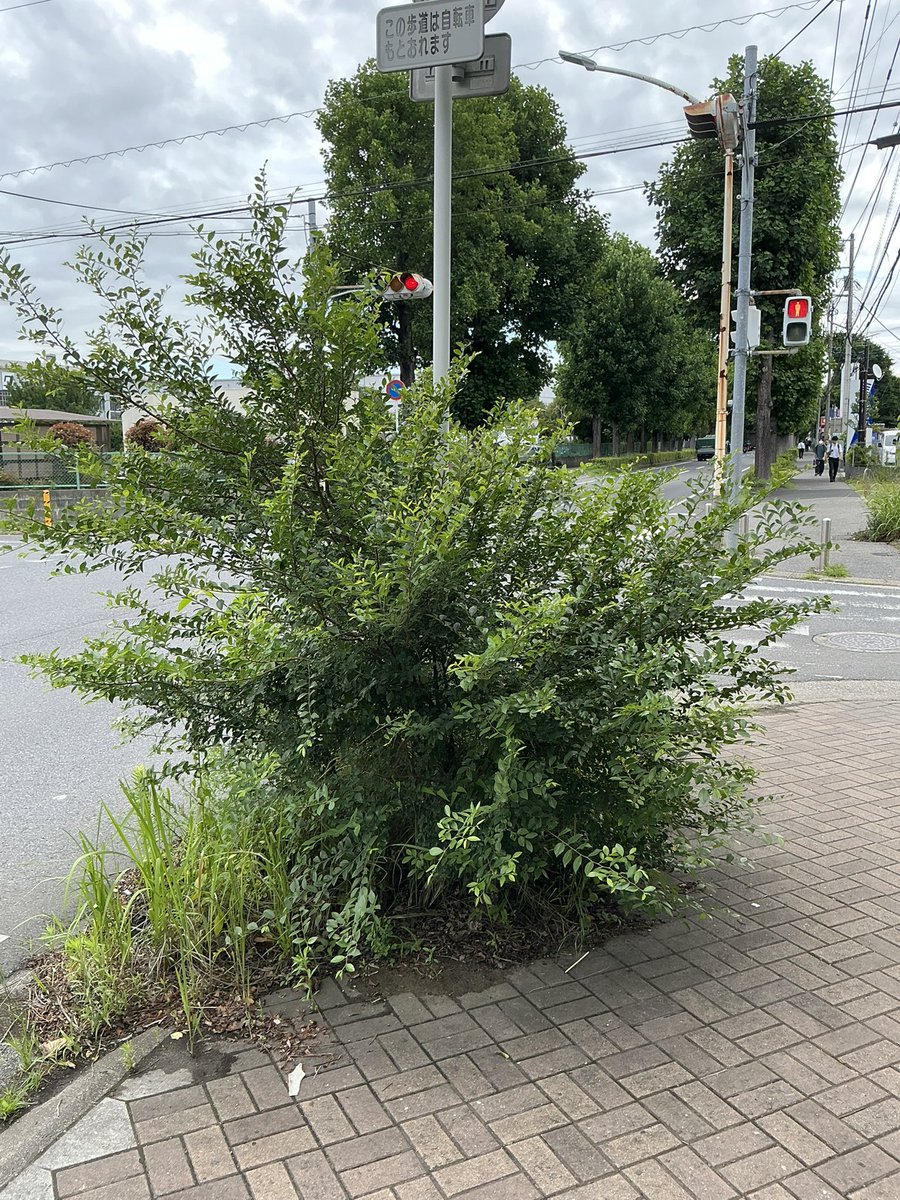 Quiritoshi's tweet photo. #国立がん研究センター東病院 の角、以前から植木でも植栽でもない、自然発生した雑草たちが見通し悪くさせ、下手すると運転手さんから見えない状況で事故につながりかねんと心配していたところ、スッキリして安心。
このところ、お金が足りない心配ばかりしているので、もしかすると？ https://t.co/PnMZnIgk2U