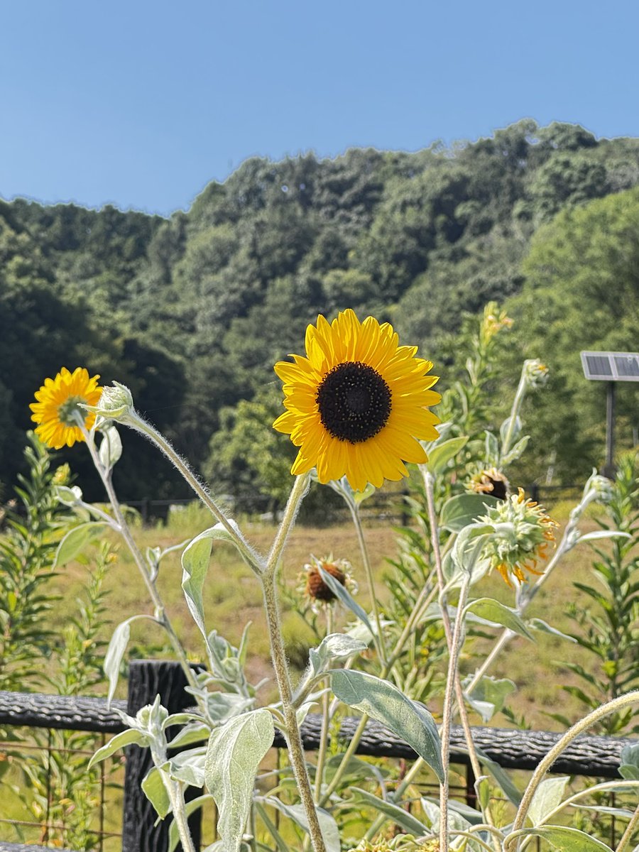 cheamakira's tweet photo. 最近は見かけることが少なくなったひまわり🌻 https://t.co/XHtvJfD6sY
