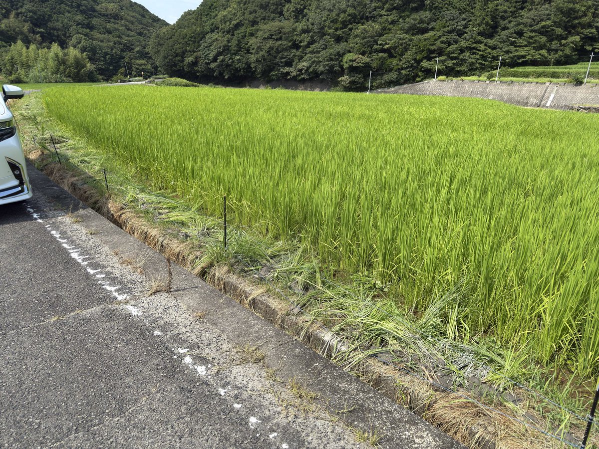 potagent's tweet photo. 今年一反だけ完全無農薬で稲作してる田んぼ、隣と比べて明らかに雑草の勢い凄いしひえまで生えてきて地獄。3人で丸一日かけてようやく半分草刈りできた。そして草刈りしたとて2週間後にはまた草刈り地獄。農薬しか勝たん。 https://t.co/5gASkLdzRa