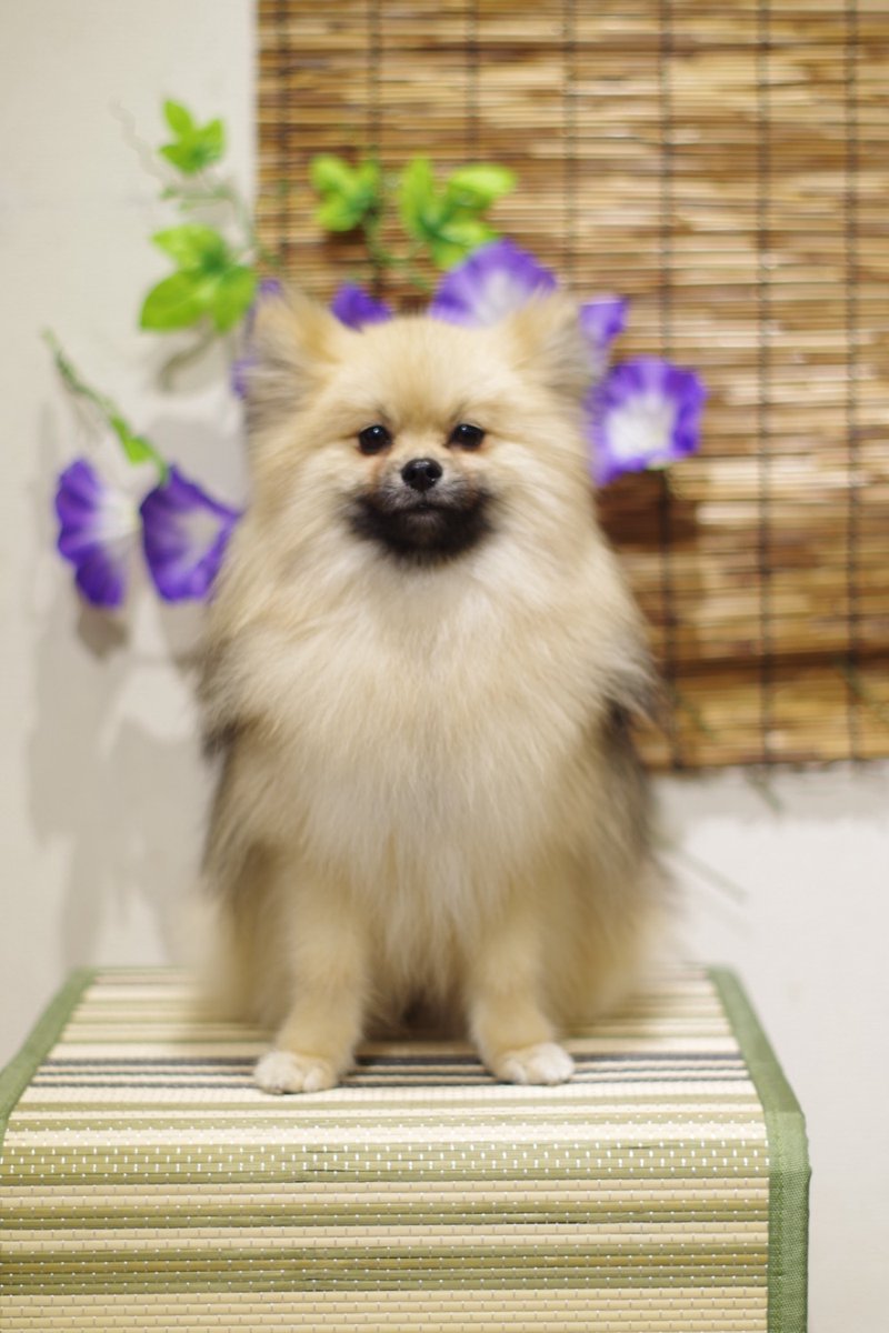 1Dogspace's tweet photo. シャンプーコースでご来店のポメラニアン君
次回のご予約ありがとうございます    

★只今 7月、8月のご予約受付中★    

DogSpace#1  
大田区大森北4-12-22  
03-6404-6480    

#トリミングサロン JR大森駅 #犬 #ポメラニアン https://t.co/LqCeEUAD9X