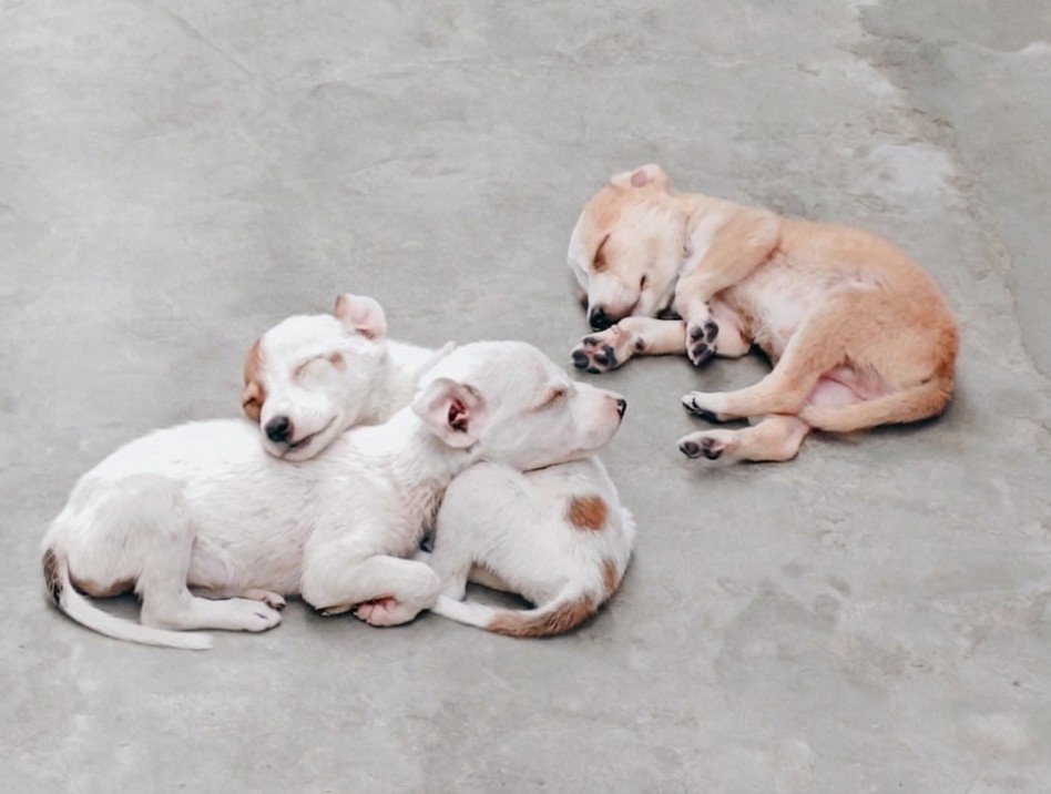 sachinartwork's tweet photo. Captured this perfect scene earlier today. There’s something truly magical about a quiet morning, and stumbling upon this peaceful little puppy puddle was the perfect reminder to slow down and appreciate the small moments. 🥰
#love #puppies
#beautiful #cute
#peace https://t.co/0EnheTVWTv