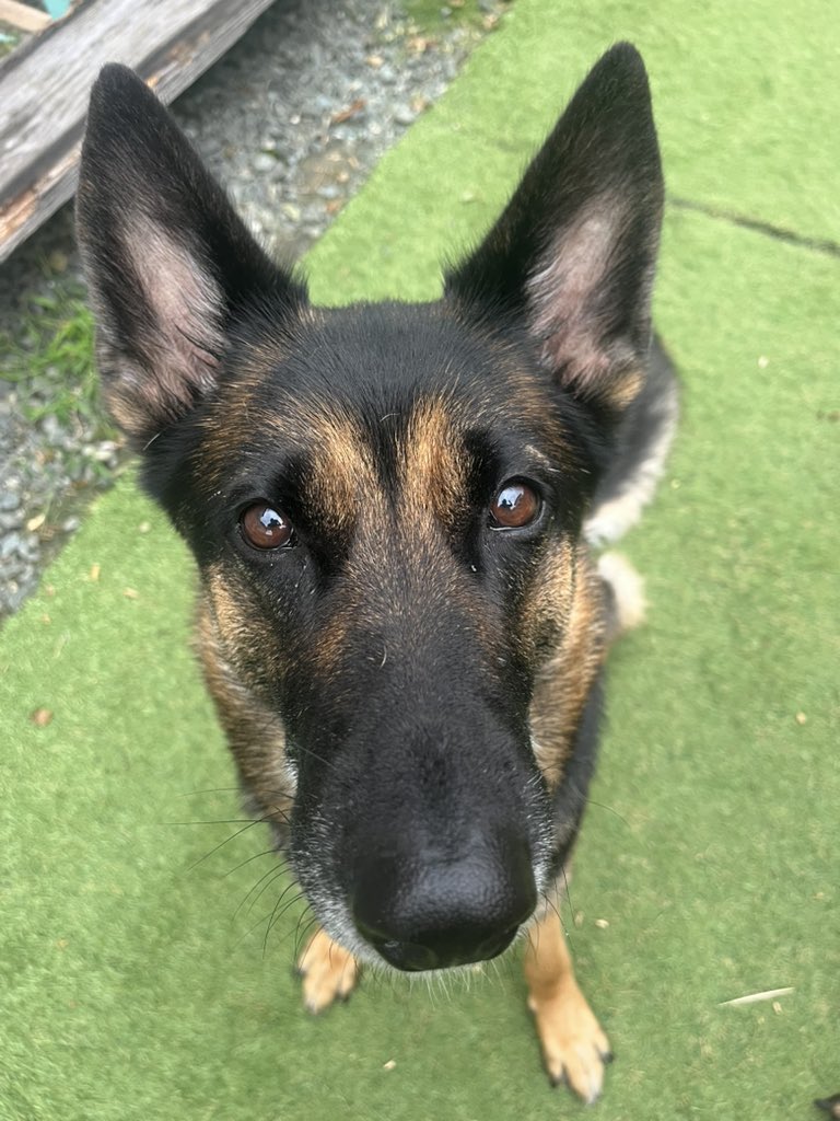 hdsk9_searchdog's tweet photo. 🐕イオンモール熊本の被災現場において1700頃から捜索に向かいました。

活動資金のご支援ご協力をお願いします🙇‍♂️

GMOあおぞらネット銀行
法人第ニ営業部　普通2428752
法人名　一般社団法人捜索救助犬HDS K9愛知

ゆうちょ銀行
店番　208 
普通　1558933
HDS K9
エイチ　ディー　エス　ケイ　ナイン

#熊本
#愛知
#地震
#震度7
#救助
