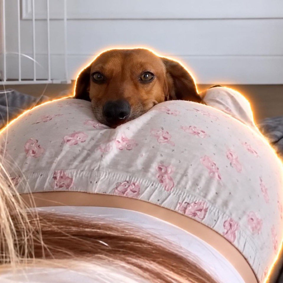 ox_rebornn's tweet photo. @Chairman_DN Have you seen the dog on gyatt living every man’s dream ?

49dNTuRTLMVAWy9o2ofj7JmfQGVSKCPCW3QUUotWpump https://t.co/pCF9BoWmnJ