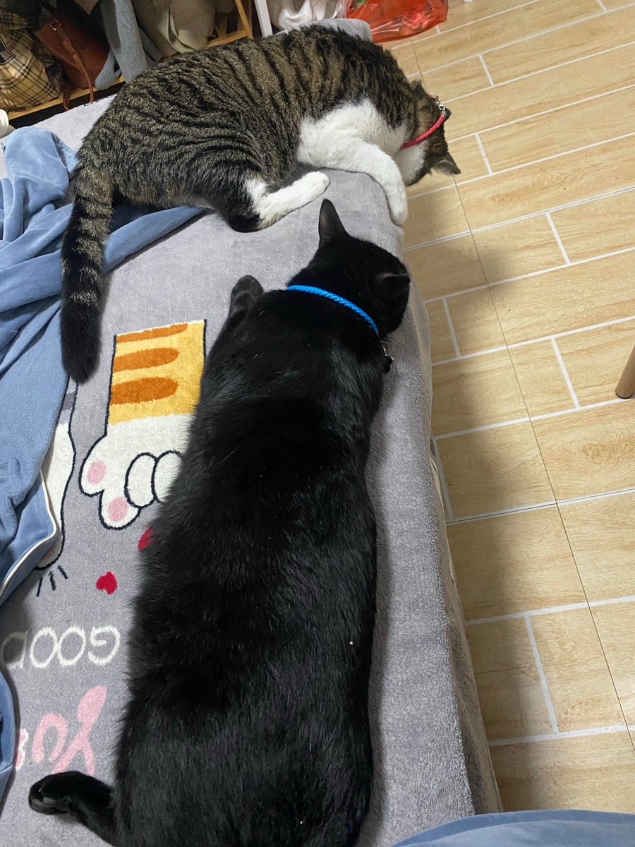 djdoul's tweet photo. 周末窝沙发，妈妈切的西瓜沙甜，小猫蜷在脚边蹭掌心，这就是想锁死的小幸福。 https://t.co/lmgRc0TxcO
