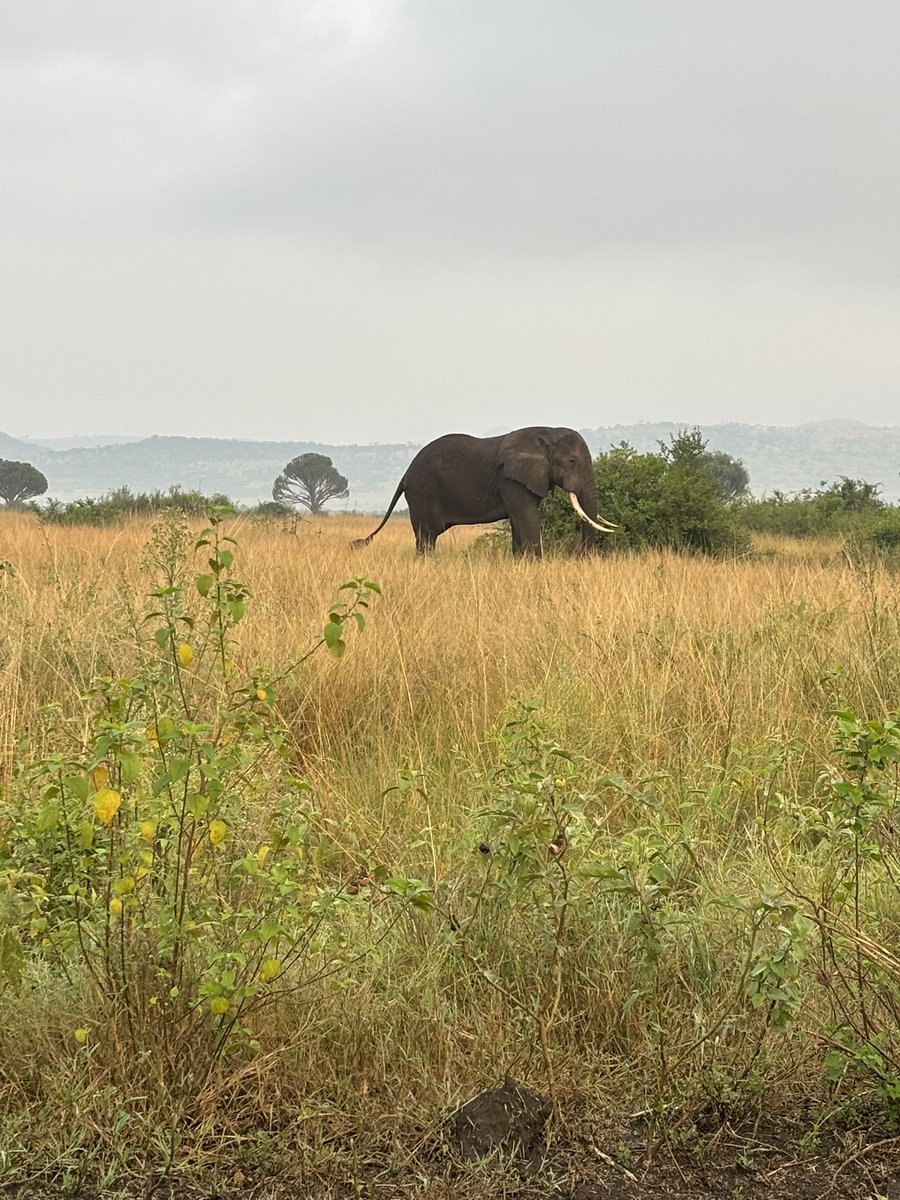 tiggsdominic's tweet photo. Morning Game Drive.
📍 Queen Elizabeth NP https://t.co/GtxWSirfK3