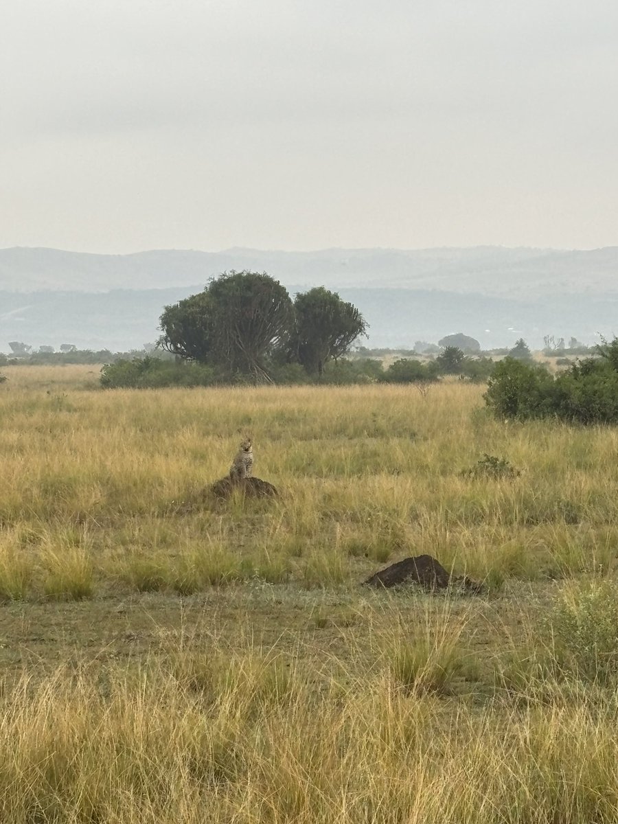 tiggsdominic's tweet photo. Morning Game Drive.
📍 Queen Elizabeth NP https://t.co/GtxWSirfK3