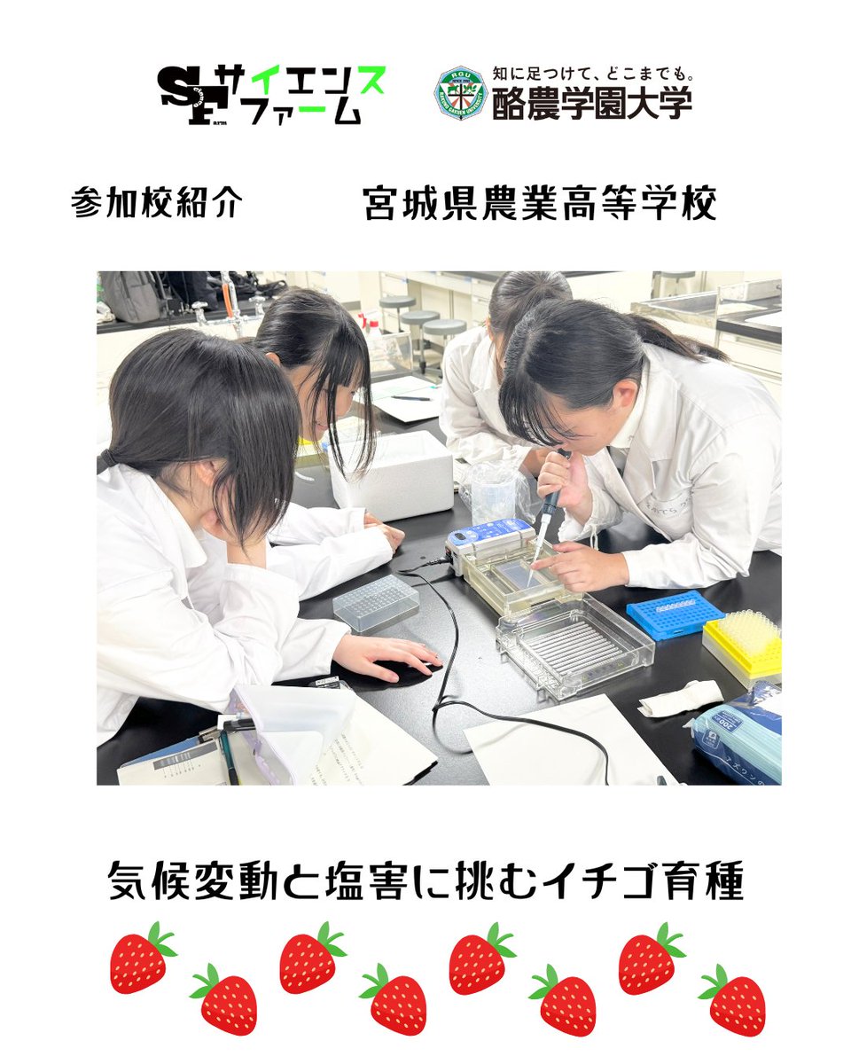 science_farm's tweet photo. 【参加校紹介】宮城県農業高等学校 
＼開催まであと3日！／ 
サイエンスファーム発表校の紹介！
演題『塩害と気候変動に挑むイチゴ育種』
DNAマーカー解析も取り入れ農家を支援するイチゴの品種改良に挑みます！発表楽しみにしています！
#サイエンスファーム2026 #酪農学園大学 https://t.co/JYrVnTqokI