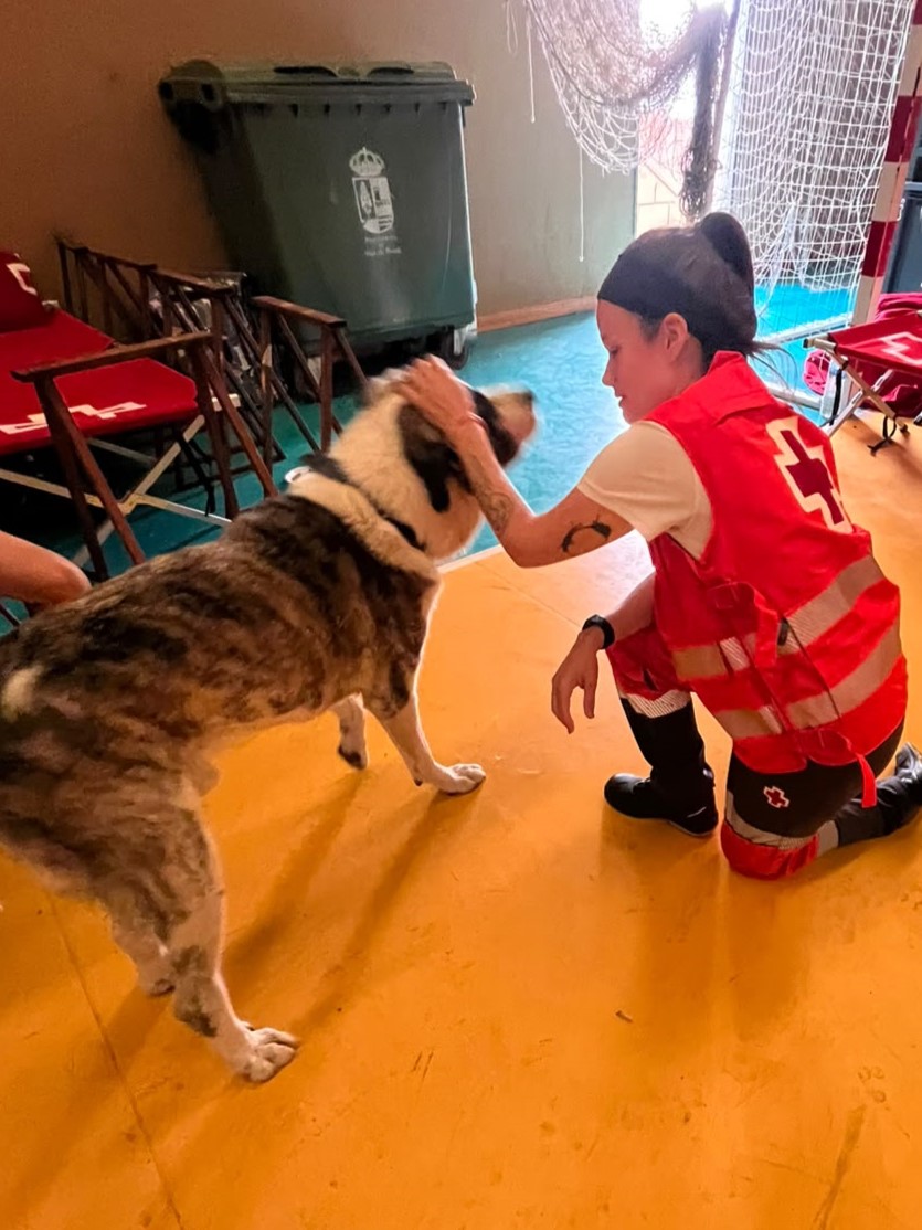 CruzRojaMadrid's tweet photo. Cuando una emergencia obliga a dejar todo atrás, también es importante cuidar de quienes forman parte de la familia. 🐾

Durante los incendios, nuestros equipos han facilitado alojamiento temporal para mascotas, garantizando su cuidado mientras sus familias afrontan la situación. https://t.co/OKVgmJzeHw