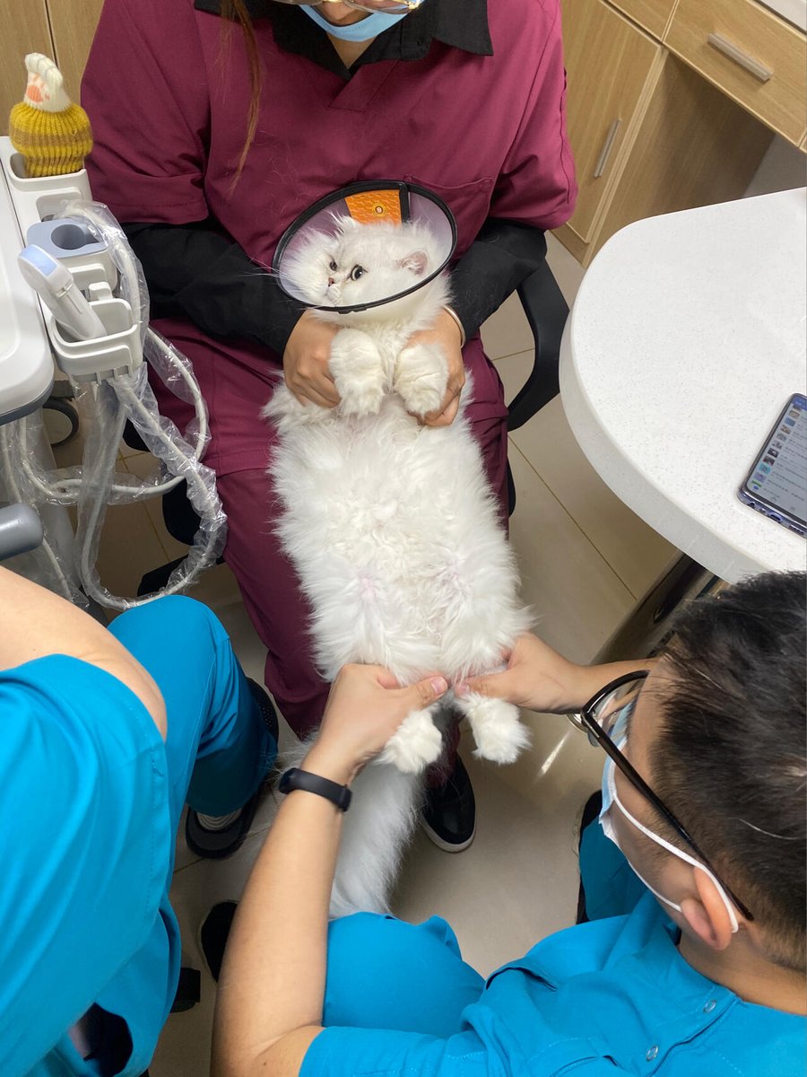 Limyi90's tweet photo. My chubby little cat is in good spirits today! She just got back from her spaying/neutering, and she looked a little sad wearing her little Elizabethan collar, but she's slowly getting used to it. Seeing her round, chubby face is both heartbreaking and hilarious.😂 https://t.co/Rsx8ao7ouN