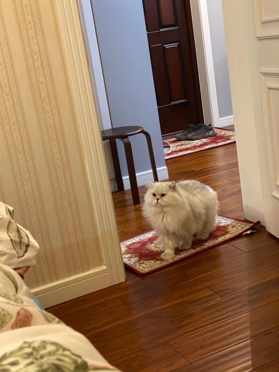 Limyi90's tweet photo. My chubby little cat is in good spirits today! She just got back from her spaying/neutering, and she looked a little sad wearing her little Elizabethan collar, but she's slowly getting used to it. Seeing her round, chubby face is both heartbreaking and hilarious.😂 https://t.co/Rsx8ao7ouN