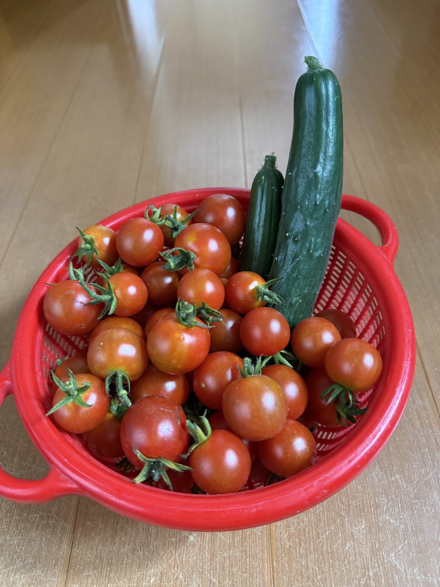 moririn1961's tweet photo. 勤務明け、雨降りで
畑に行ってなかったので、
急いで行くと、
ミニトマトが鈴なり。
育ちすぎて、
実割れしてるのもありました。
さて、どうやって食べようか？ https://t.co/6KgEVwotgP